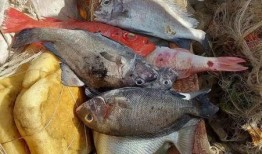 逛逛爆料视频下载不了吗,揭秘原因及解决方案